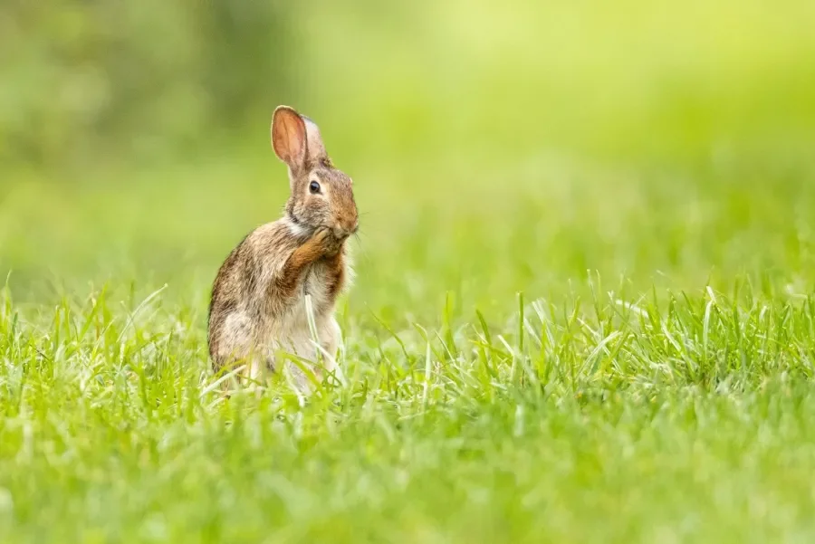 a rabbit in the grass, standing on its hind legs